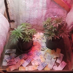 Crikeando ft fakiuss & Cristal prod. Matte555topprod