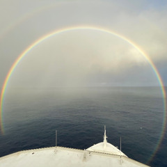 Atlantic Flying Fish