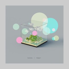 Camellia - Seagull 🕊
