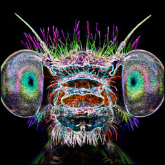 INSECTS II