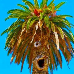 Baile Tropical (Hidden Space Village Festival 2013)