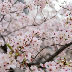 桜咲く花と散る（Acoustic Ver.）