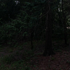 future forest