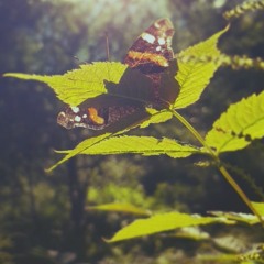 Learning To Fly - Cover Of Miriam D