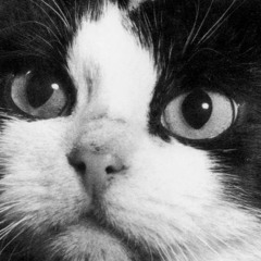 Fallait pas écraser la queue du chat (1967) - Clothilde