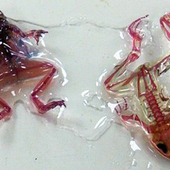 Diaphonized Animals