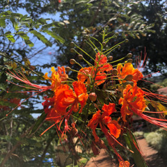 05.08.2025 - Cap. IX - Bem Aventurados os Mansos e Pacíficos - Obediência e Resignação