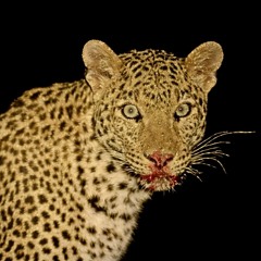 Ciça - Tranquila & Calma (Dancehall Sexy Flip) ★ FREE DL ★