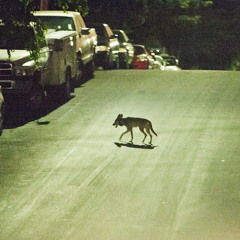 Capsule - Corridor écologique