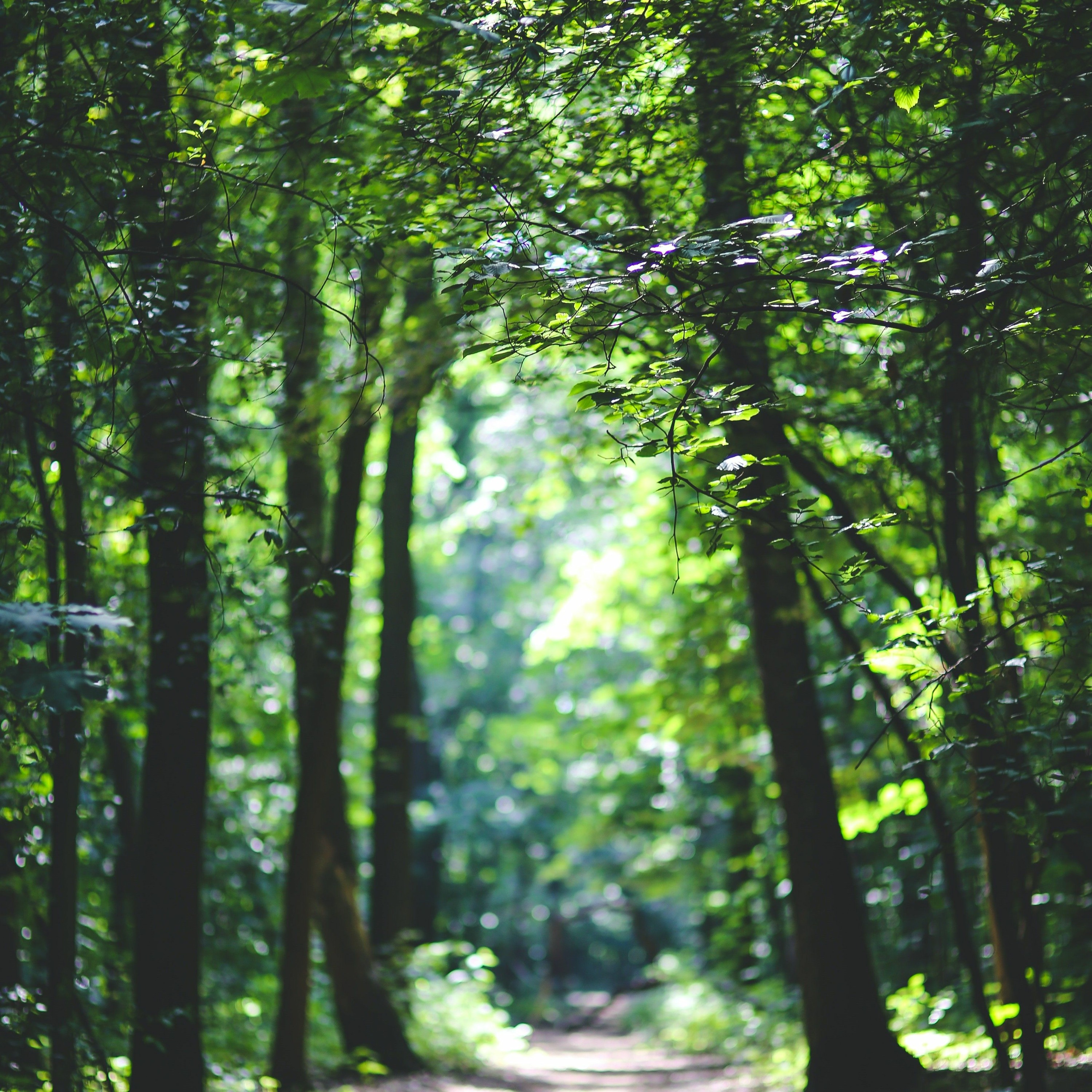 Shade of trees