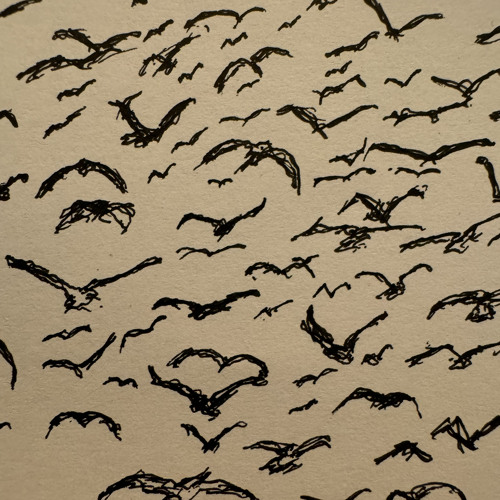 Nest / Birds