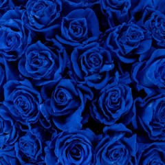 Blue Roses reference (@FatBellyBella by Jay Electronica Remix)