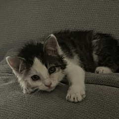 Nevim vyjadřovat.wav