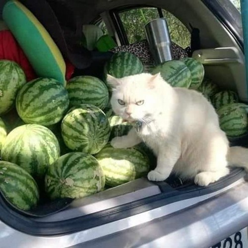 Кот на арбузе мем