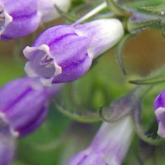 Allantoin