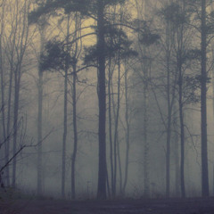 Silhouette - Misty Forest