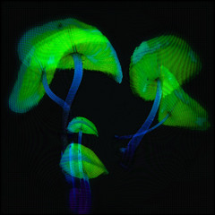 PILZE
