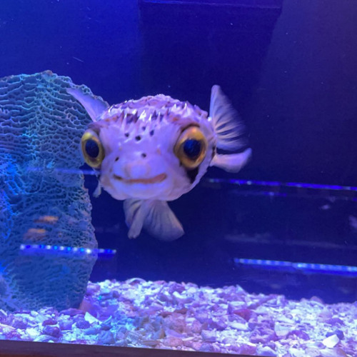 fall through the roof demo