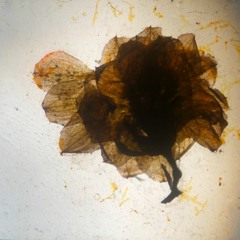 Rosa Méthol // TUSK Fringe // Mix I