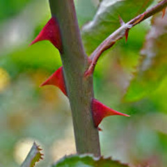 Dornenros (M:KR 2005,Remix:W:Eggert [Instrumentalversion von  „Still, hör nur zu"])