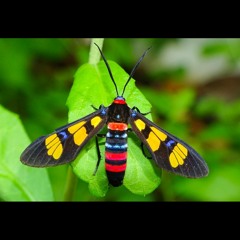 HK_Calm-&-Steady_tracks_266