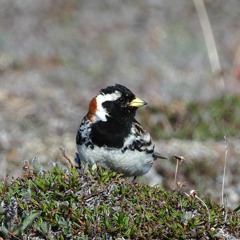 Lapland Longspurs Singing -- Aulavik National Park, Northwest Territories, Canada