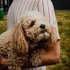 A Dogs Inertia | A Dog Song x Inertia (AJR Mashup)