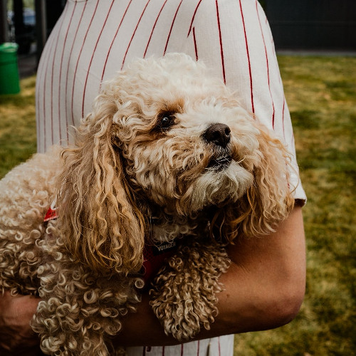 A Dogs Inertia | A Dog Song x Inertia (AJR Mashup)