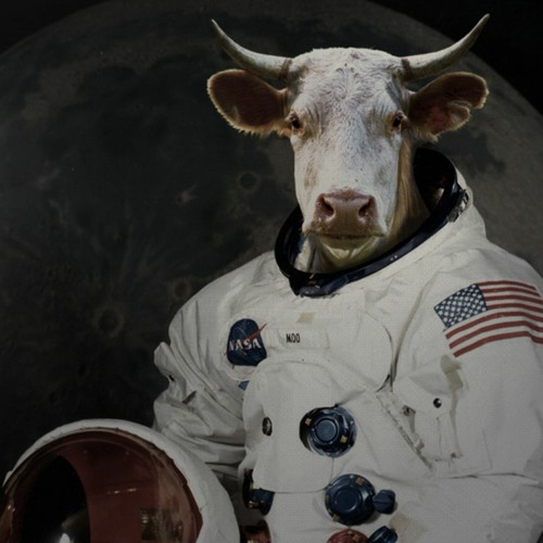 COw On MOOn