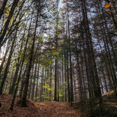 Autumn Whispers (feat. Fr. Harris)