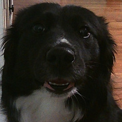 why do you always run away at the slightest opportunity you see (p.dead yami)