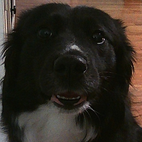 why do you always run away at the slightest opportunity you see (p.dead yami)