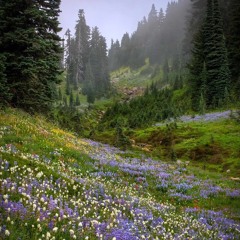 Splendor Of Nature