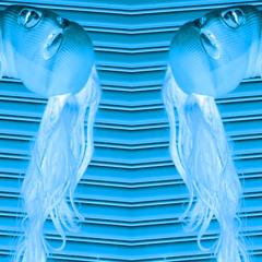 ragdolls