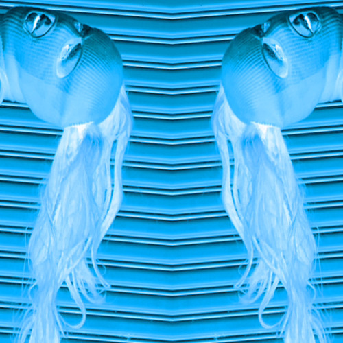 ragdolls