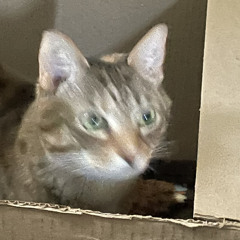 Deep Dish Cat Attack.mp3