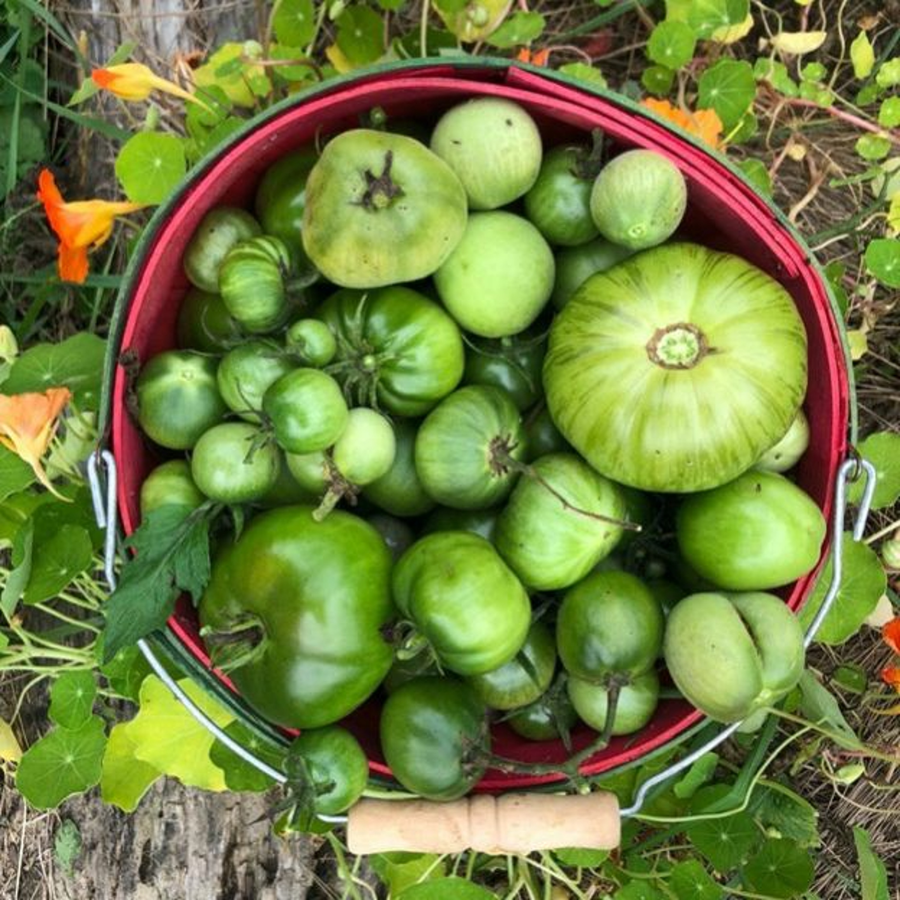 Saving 7 Million Lives from Bad Air, Fall Gardening Tips, Putting Food By for a Sustainable Harvest episode artwork