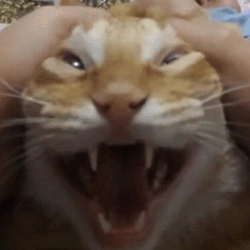 WEEK 80 - 20250216 loudis cold