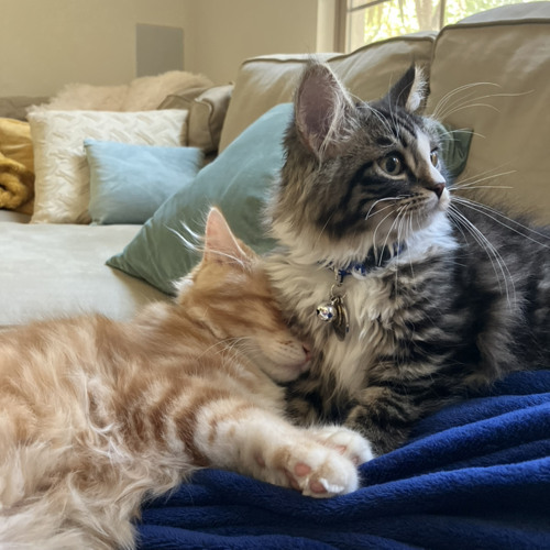 Call me Bitch || MEME (call me maybe) (my cats)