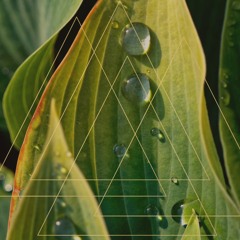 Paraíso Organico