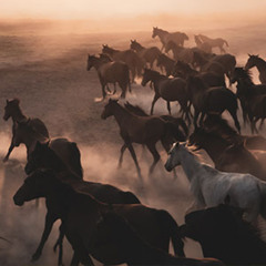 Twilight Gallop