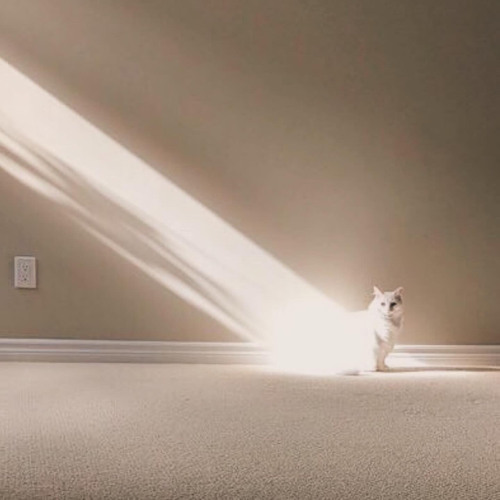 halsey - balenciaga (slowed)