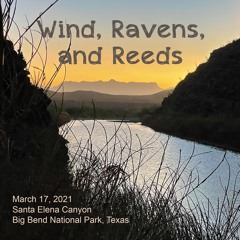 Wind, Ravens, Reeds