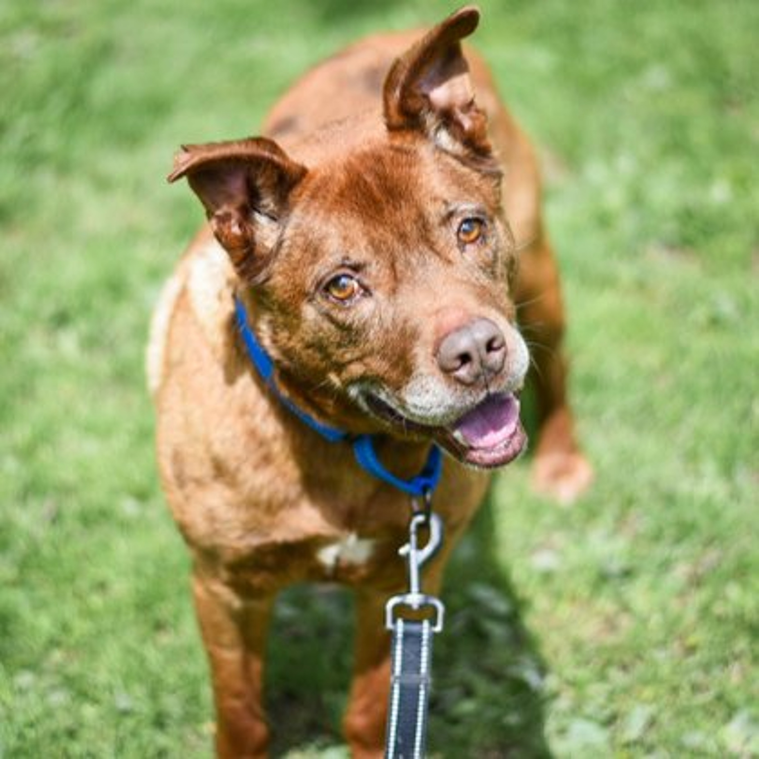 Community Matters - Chautauqua County Humane Society - August 6, 2026 episode artwork