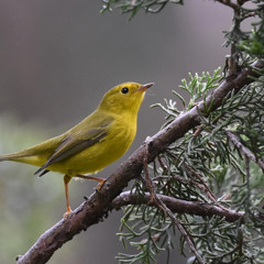 Seasonal Behavior of the MacGillivray’s Warbler