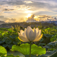 A Lotus In Our Flowerbed (Feat. Ichiora)