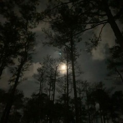 NIGHT FOREST