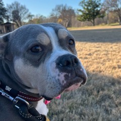 Daisy Dawg House Mix - DJ FLAV & DJ Vapor