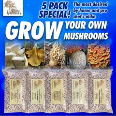 Gourmet mushroom spore growing kit with spawn for Chanterelle_ chicken of the woods_ pearl oyster