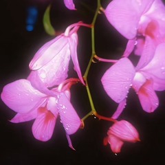 Cinnamon girl slowed and reverb instrumental